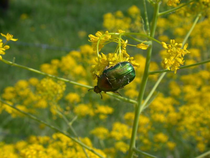 Flora corsa